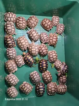 Kura darat sulcata size mulai dr 5 sampai 6 6,5 cm