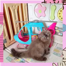 Kucing Ragdoll Seal Mink Tortie Betina