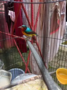 Burung Kolibri Wulung,bunyi,kondisi sehat dan normal,fullset