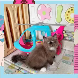 Kucing Ragdoll Seal Mink Mitted Betina