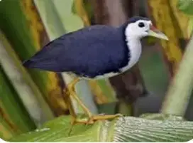 burung ruak ruak