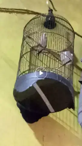 Burung perkutut ring lokal rajin bgt