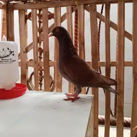Burung dara merpati player