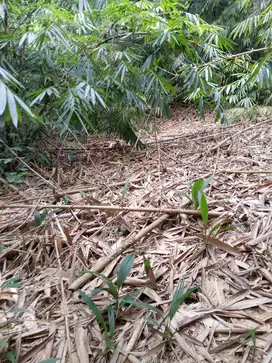 di jual lahan shm paling murah di Cijeruk