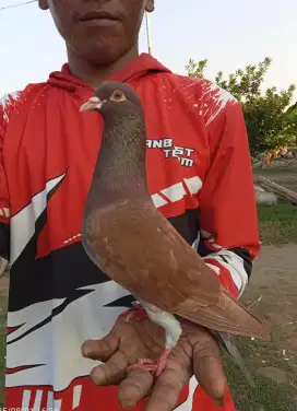 Burung dara merpati player