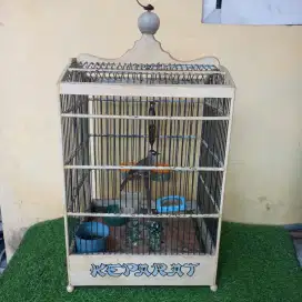 Burung trucukan