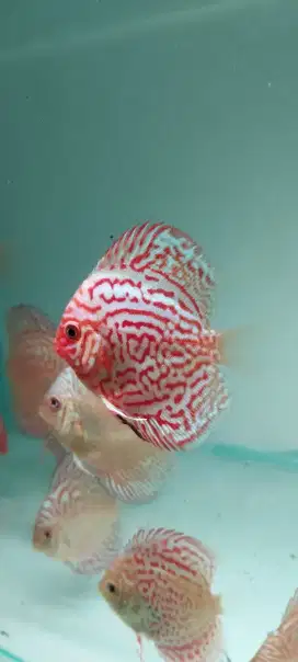 Ikan Hias Ikan Discus
