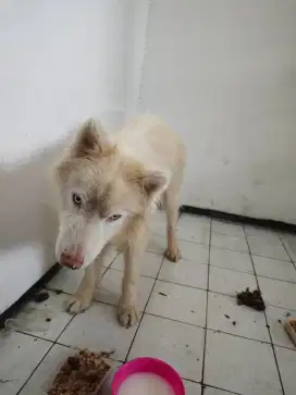 Husky putih dijual cepat