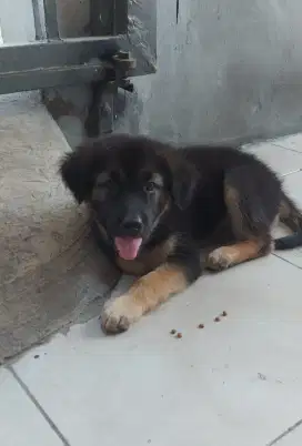 MANTULITA SEKALI