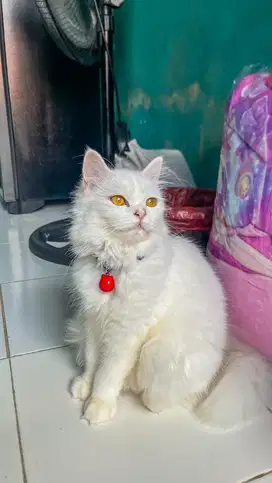 LA persia betina white