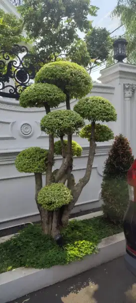 Pohon bonsai tanaman