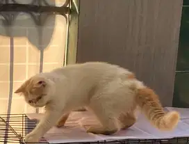 KUCING PEAKNOSE EXOTIC SHORTHAIR