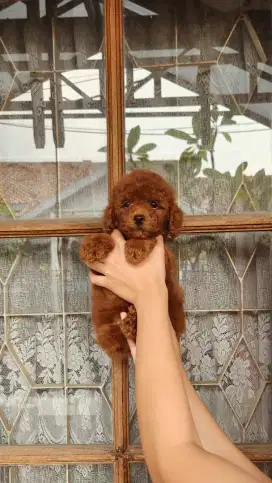 SUPER RED POODLE BETINA STAMBUM VAKSIN