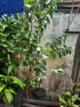 Jual Pohon Jambu Cristal/Thailand No Biji import MinPmblian 1Phn