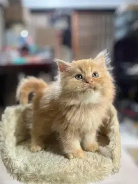 kucing kitten persia anggora himalaya ragdoll british munchkin scottis