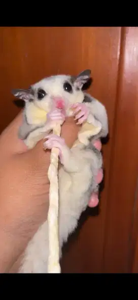 SUGAR GLIDER MOZAIK BETINA