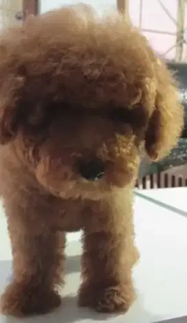 Anak toy poodle betina vaksin