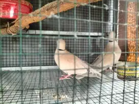 PUTER PELUNG KREM/COKLAT