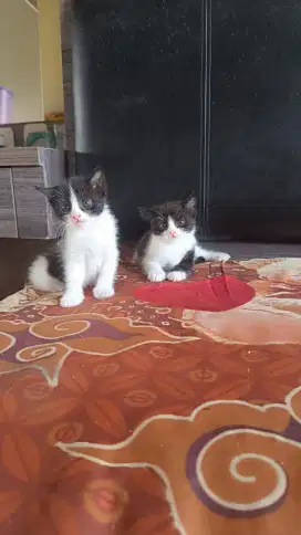 Kucing Tuxedo Mix Dom