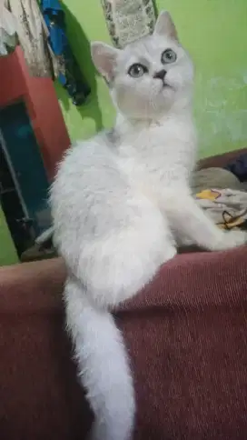 Kucing british shorthair silver