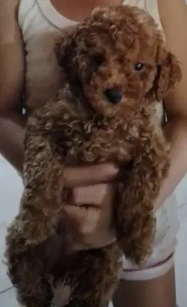 Anak toy poodle betina super kriting