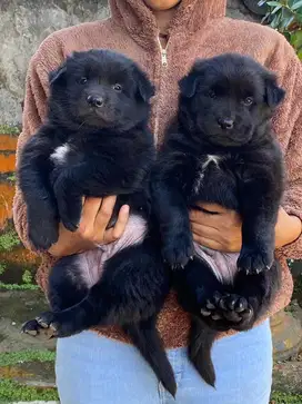 Anjing Kintamani