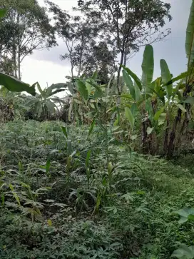 DI JUAL TANAH MURAH DI BOGOR TAMANSARI LOKASI STRATEGIS
