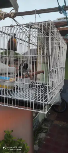 sangkar kotak besi beserta isi