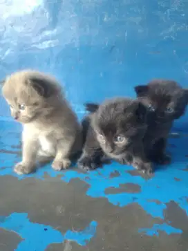 Kitten .umur 2 bulan .lincah dan sehat nominus