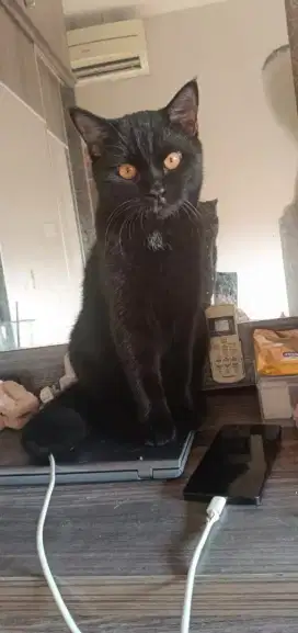 Kucing Persian Mix