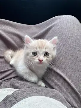 Kitten Munchkin