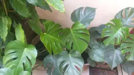 Monstera King Deliciosa