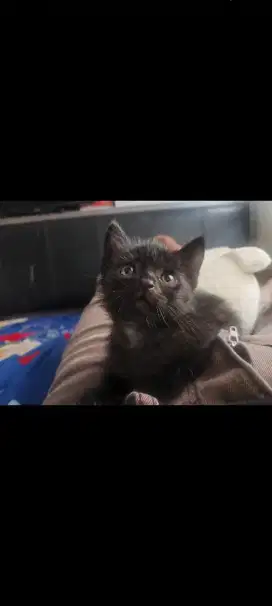 Kucing Persian Mix