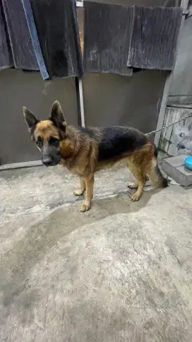 German Shepherd / Herder