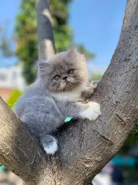 Kucing Peaknose