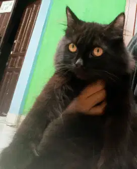 Anak kucing Persia jantan