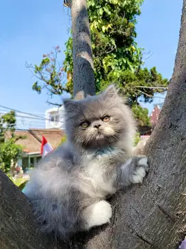 Kucing Peaknose Jantan