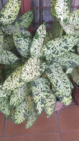 Aglonema sparkle