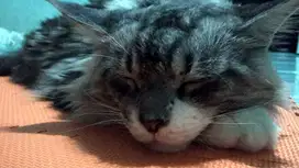 Jual kucing Mainecoon