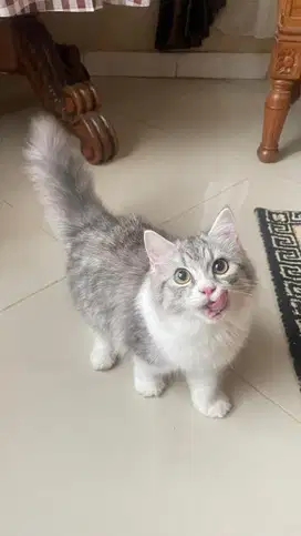 adop kucing kitten betina