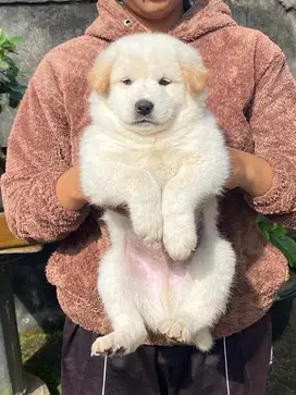 Anjing kintamani umur 2 bulan