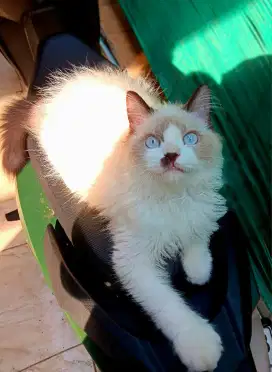 Kitten ragdoll jantan