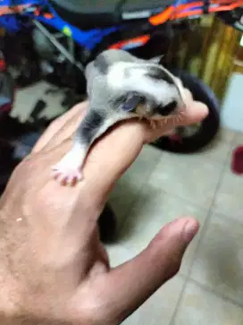 Sugar glider joey Mosaic jantan