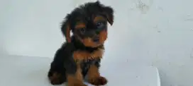 Yorkshire mix Poodle / Yorkie mix poodle