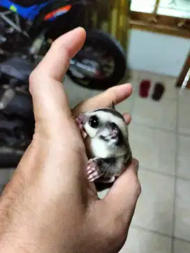 Sugar glider joey classic grey het leucistic