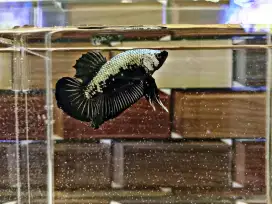 Ikan cupang black samurai
