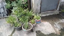 Tanaman lidah buaya ada 20 pot harga 400 ribu nego lok kapuk