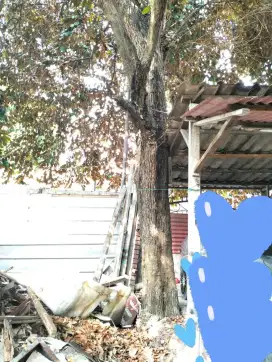 Pohon sawo Belanda (tebang gratis)