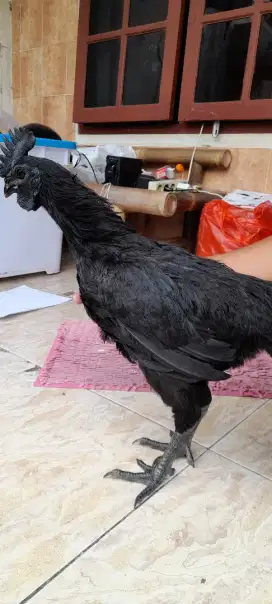 Ayam cemani dewasa
