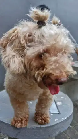 Jual anjing toy poodle